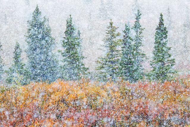 green pines and red-orange deciduous trees in a snow whiteout