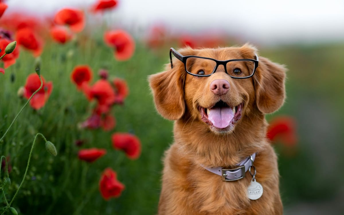 happy dog wearing glasses