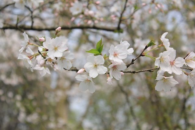 cherry blossoms against a blurry background of sky & trees